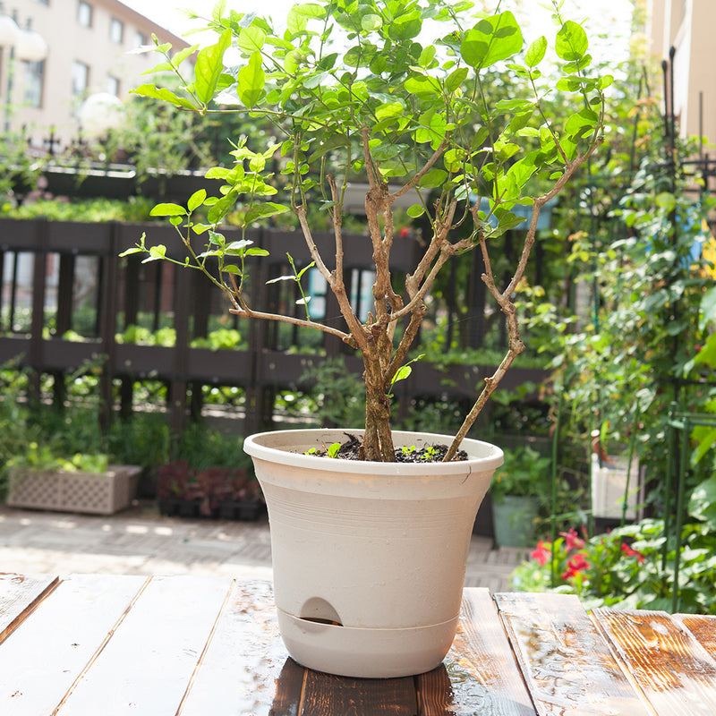 White Plastic Self Watering Plant Pot Indoor Outdoor Garden 19.5cm Set of 2