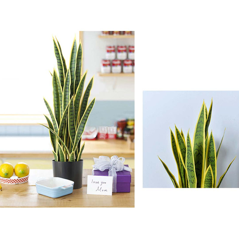 2X 50cm Artificial Yellow Edge Tiger Plant Realistic Indoor Decoration Pot