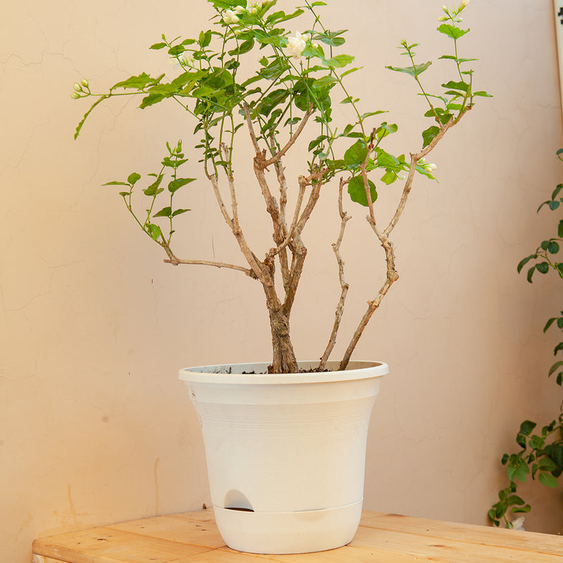 White Plastic Self Watering Plant Pot Indoor Outdoor Garden 19.5cm Set of 2