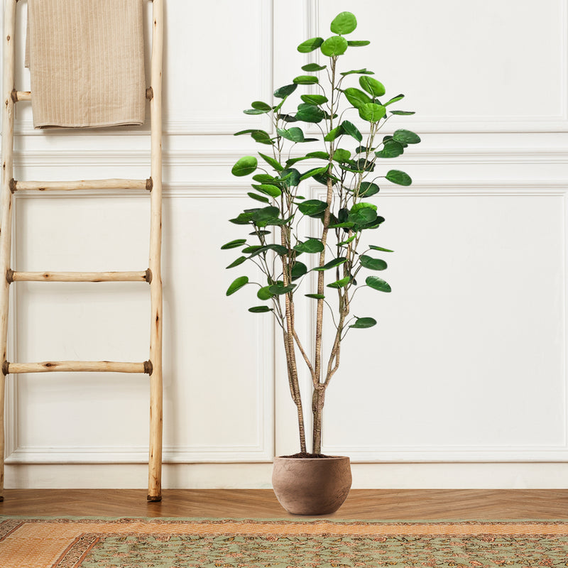 2X 180cm Artificial Polyscias Scutellaria Tree Potted Plastic Green Indoor