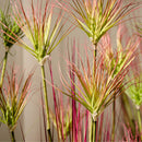 120cm Purple-Red Artificial Potted Papyrus Plant Indoor Outdoor Home Decor
