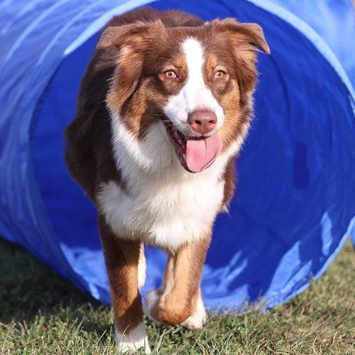 Floofi Dog Agility Training Equipment Set