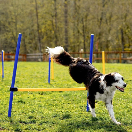 Floofi Dog Agility Training Equipment Set