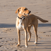 Pawfit 3 Collar Small-1869883042106052610