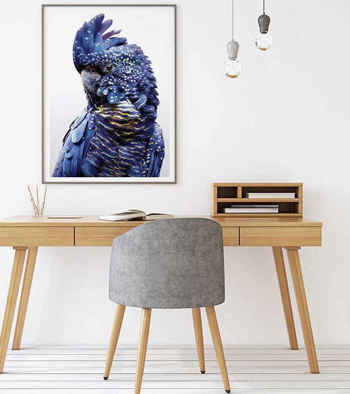 70cmx100cm Black Cockatoo A Black Frame Canvas Wall Art